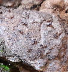 Sphyracephala beccarii