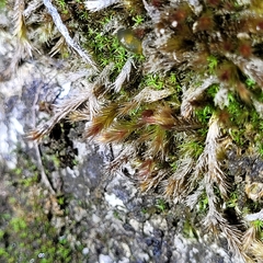 Orthothecium rufescens