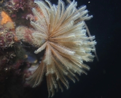Eudistylia polymorpha