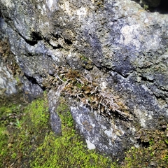 Orthothecium rufescens