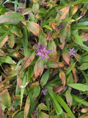 Tricyrtis formosana