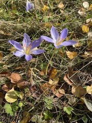 Crocus speciosus