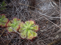 Drosera xerophila