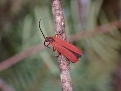 Dictyoptera simplicipes