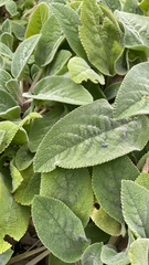 Stachys byzantina