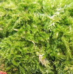 Rhynchostegium confertum