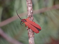Dictyoptera simplicipes