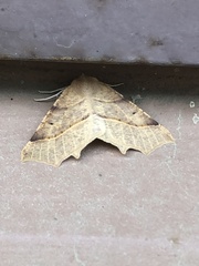 Tetracis jubararia