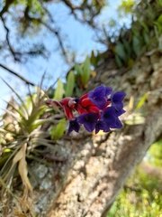 Tillandsia aeranthos