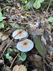 Lepiota rubrotinctoides