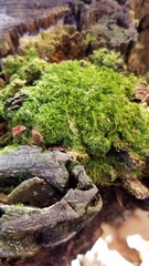 Rhynchostegium confertum