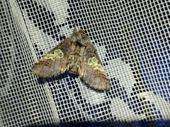 Diloba caeruleocephala