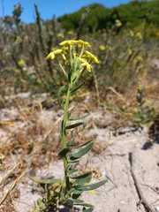 Lyperia lychnidea