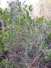 Adenocarpus telonensis