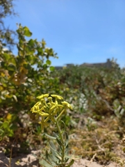 Lyperia lychnidea