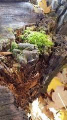 Rhynchostegium confertum