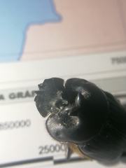 Coprophanaeus telamon