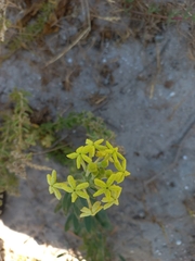 Lyperia lychnidea