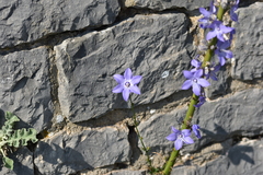 Campanula pyramidalis