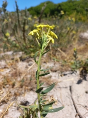 Lyperia lychnidea