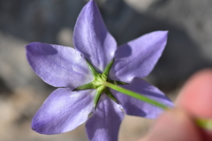Campanula pyramidalis