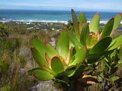 Leucadendron gandogeri