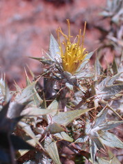 Berkheya annectens