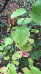 Viburnum rafinesqueanum