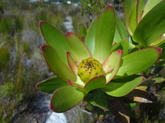 Leucadendron gandogeri