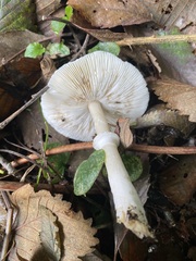 Lepiota rubrotinctoides