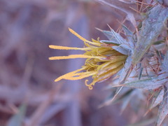 Berkheya annectens