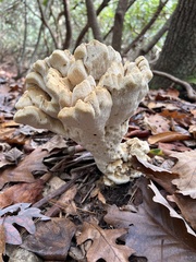 Bondarzewia berkeleyi