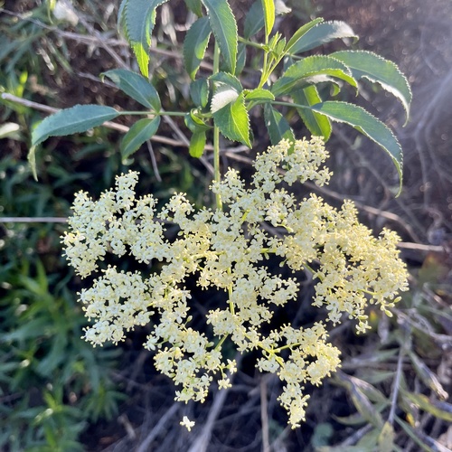 iNaturalist observation photo of blue elder