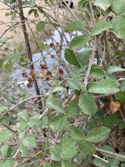 Rubus creticus