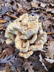 Bondarzewia berkeleyi