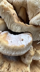 Bondarzewia berkeleyi