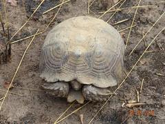 Centrochelys sulcata