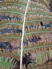 Oreopteris limbosperma