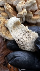 Bondarzewia berkeleyi