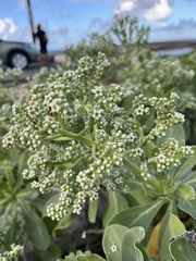 Heliotropium arboreum