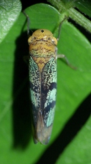 Amblyscarta invenusta