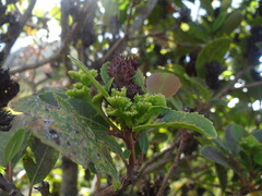 Laurophyllus capensis