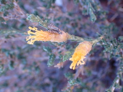 Pteronia mucronata