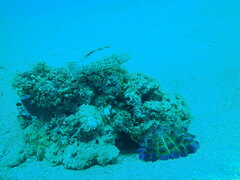 Epinephelus