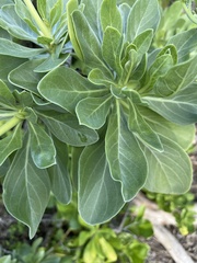 Heliotropium arboreum