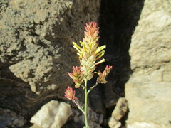 Dyerophytum africanum image