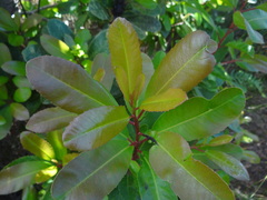 Laurophyllus capensis
