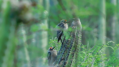 Melanerpes hypopolius