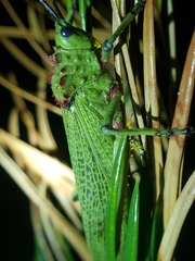 Phymateus viridipes