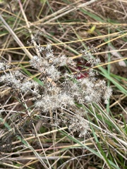 Eupatorium torreyanum